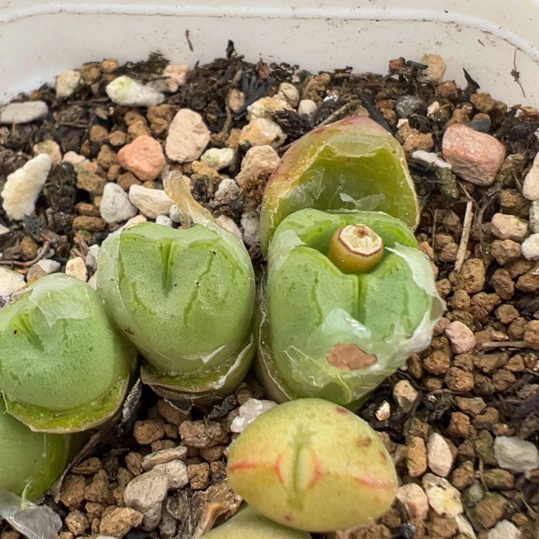 花**界36多肉植物百科知识