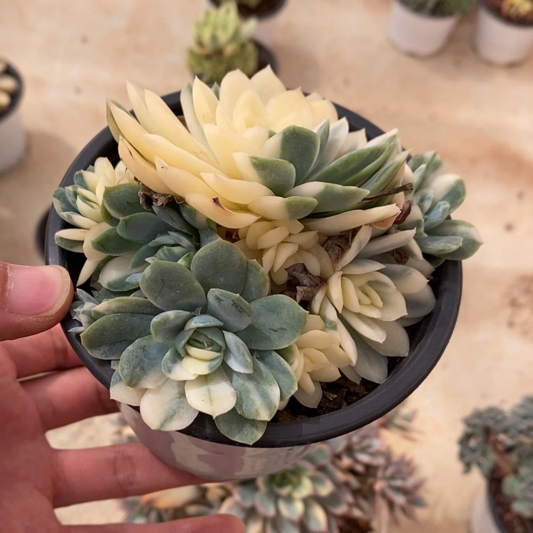 冰梅锦多肉植物A544