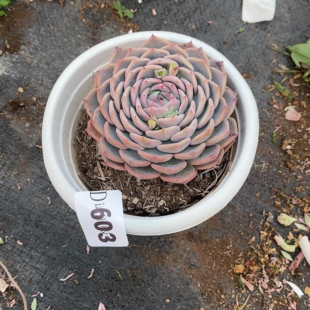 t****y603贝丽娜多肉植物