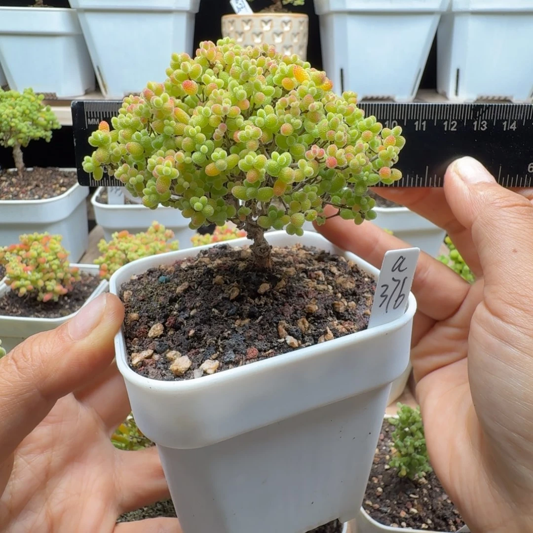 a376号蜜橘冠服8厘米左右