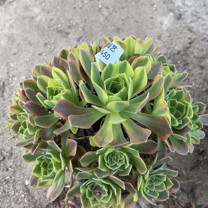 青檬多肉植物450