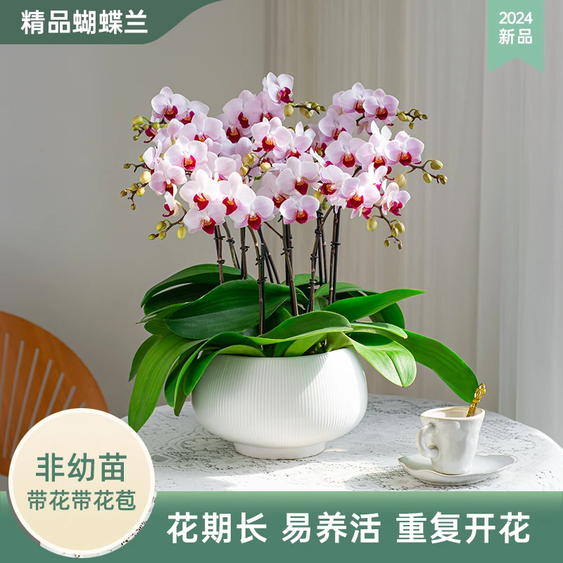 甄选蝴蝶兰盆栽大花【貂蝉】室内花卉办公室带花种植基地开花