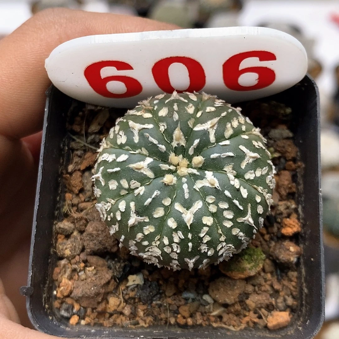 606福利特价来了打榜