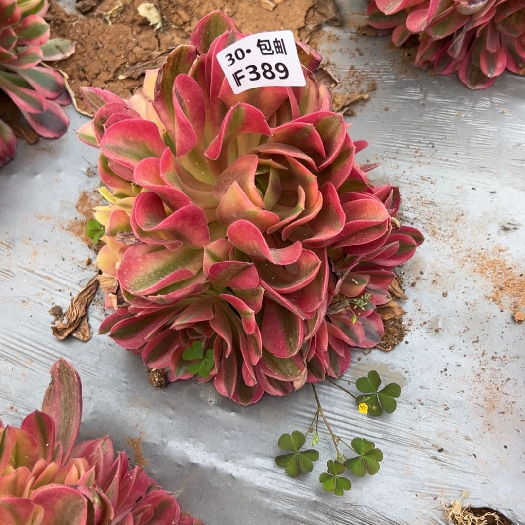 389红秀满20包邮