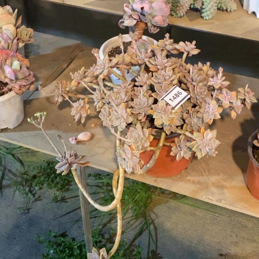 【闪购商品】阿伦培1486