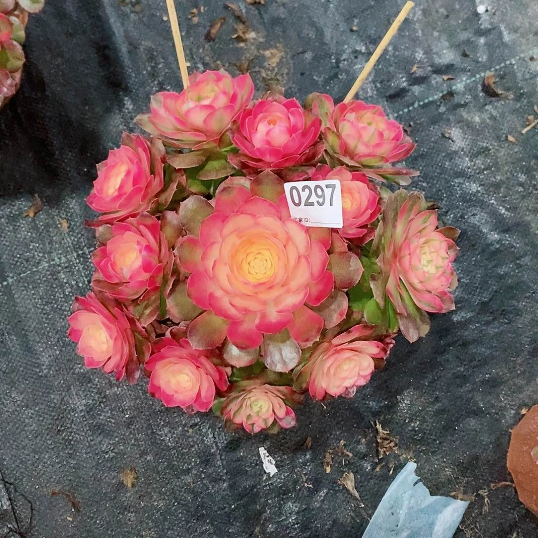 荔枝297多肉25冠服