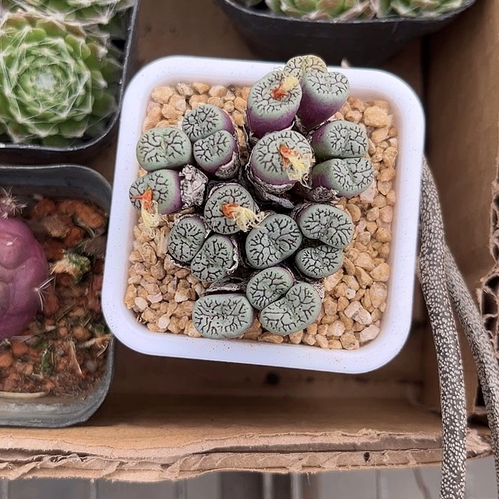 我也不知道我为什么要这样