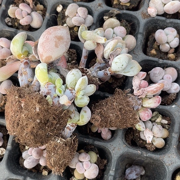 音***涵一物一拍满18包邮冷香