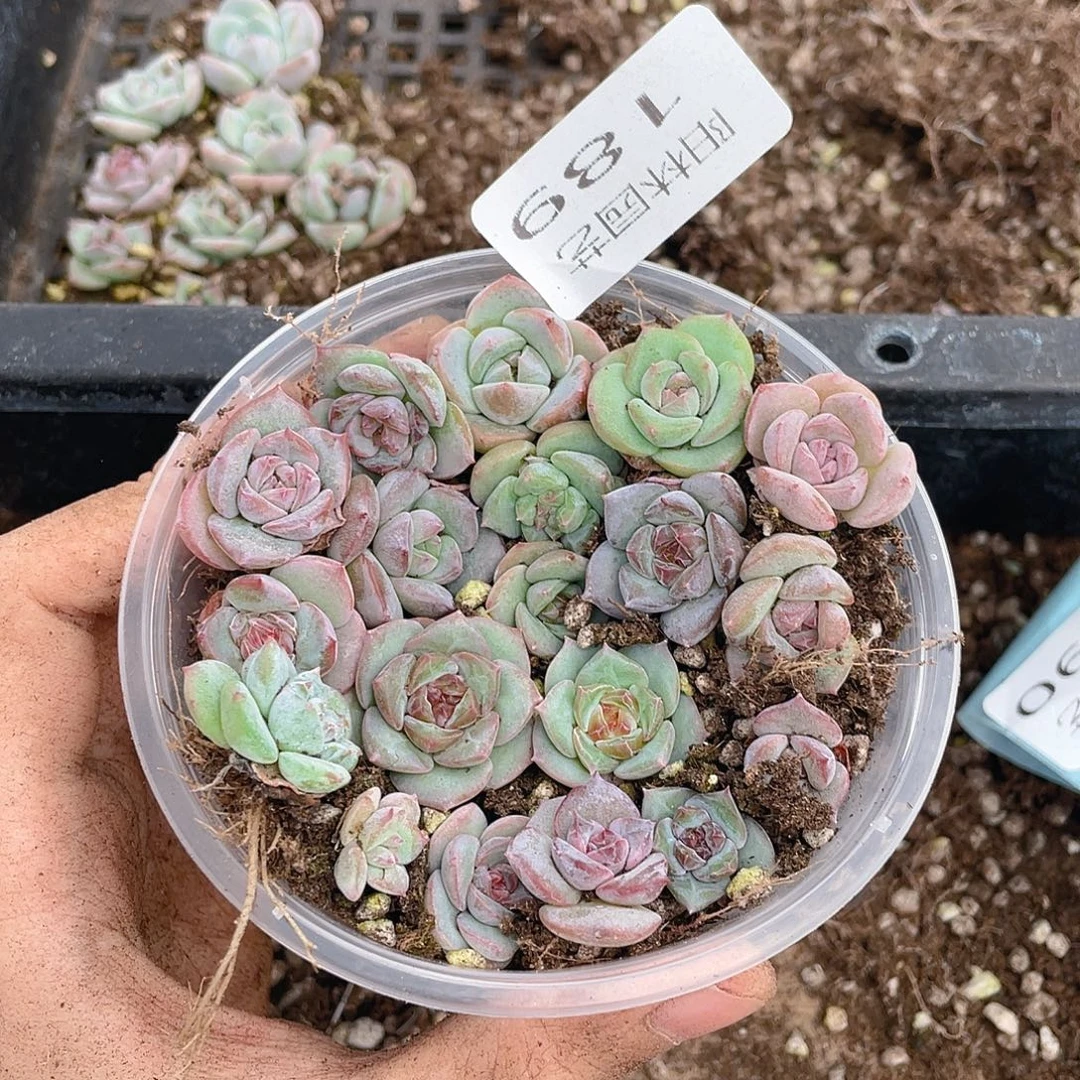 多肉植物多肉植物189