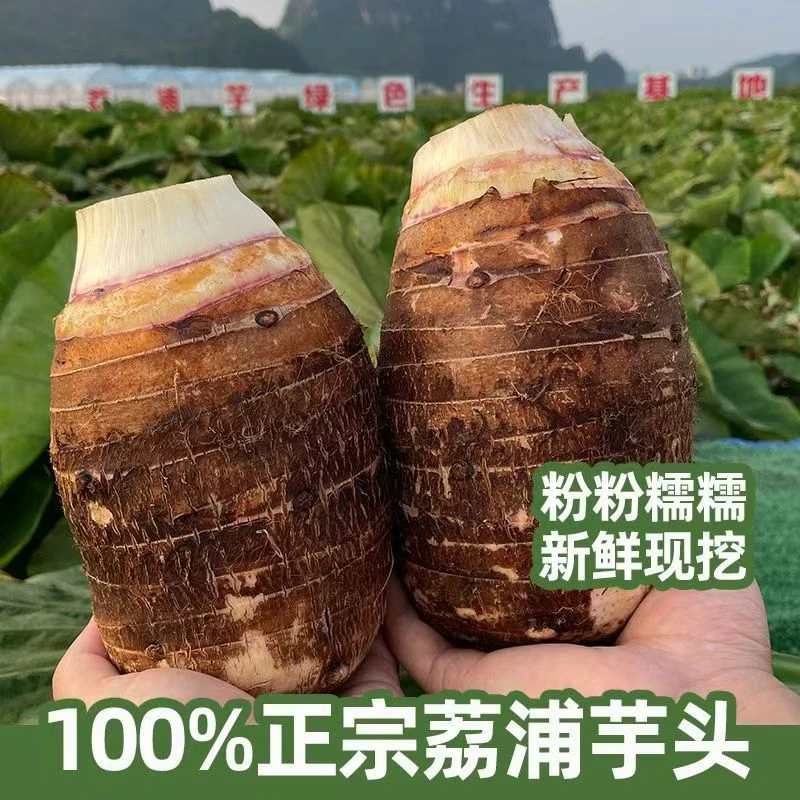 【广西正宗荔浦芋头】当季现挖大芋头香芋新鲜毛芋头荔浦芋头商用