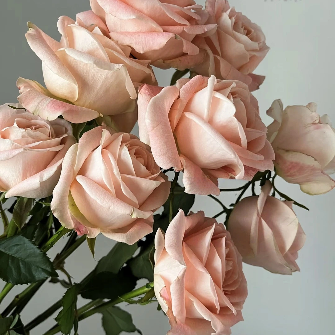 【3颗包邮】开司米新品月季苗花期长开放度好温柔的果冻粉花色耐热