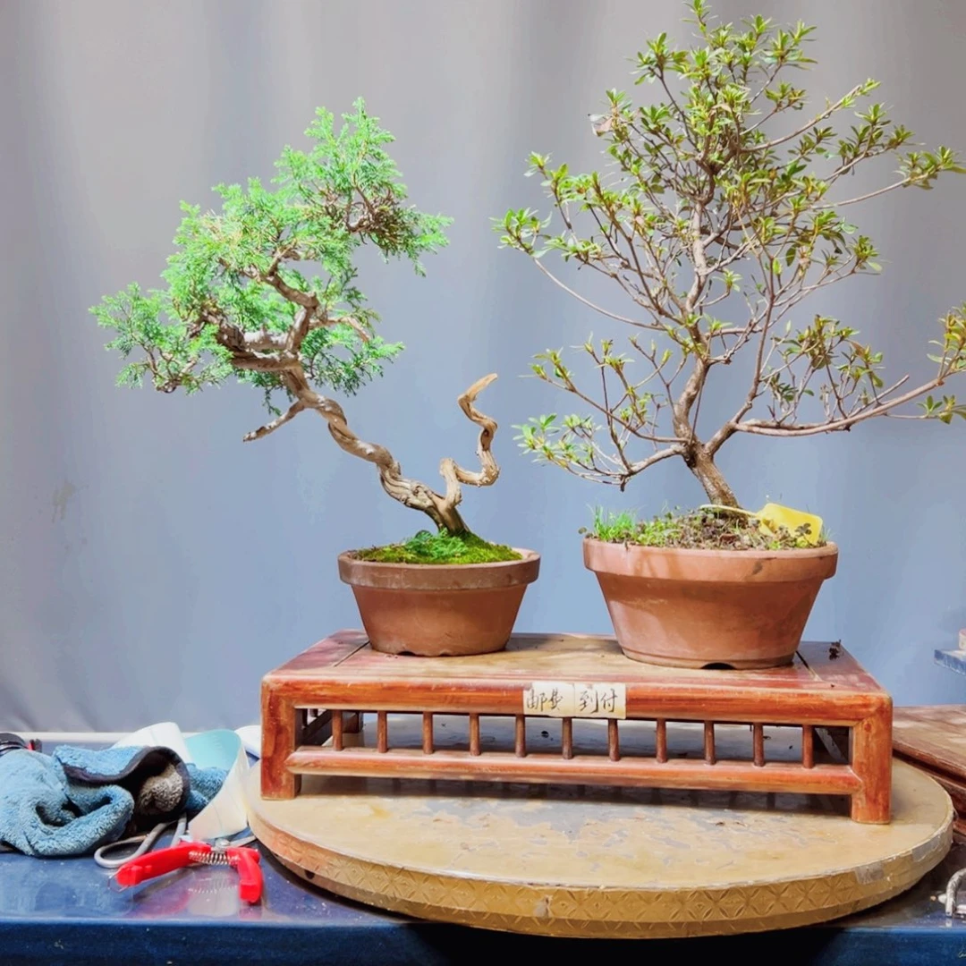 用***8完全开放杜鹃花的诗