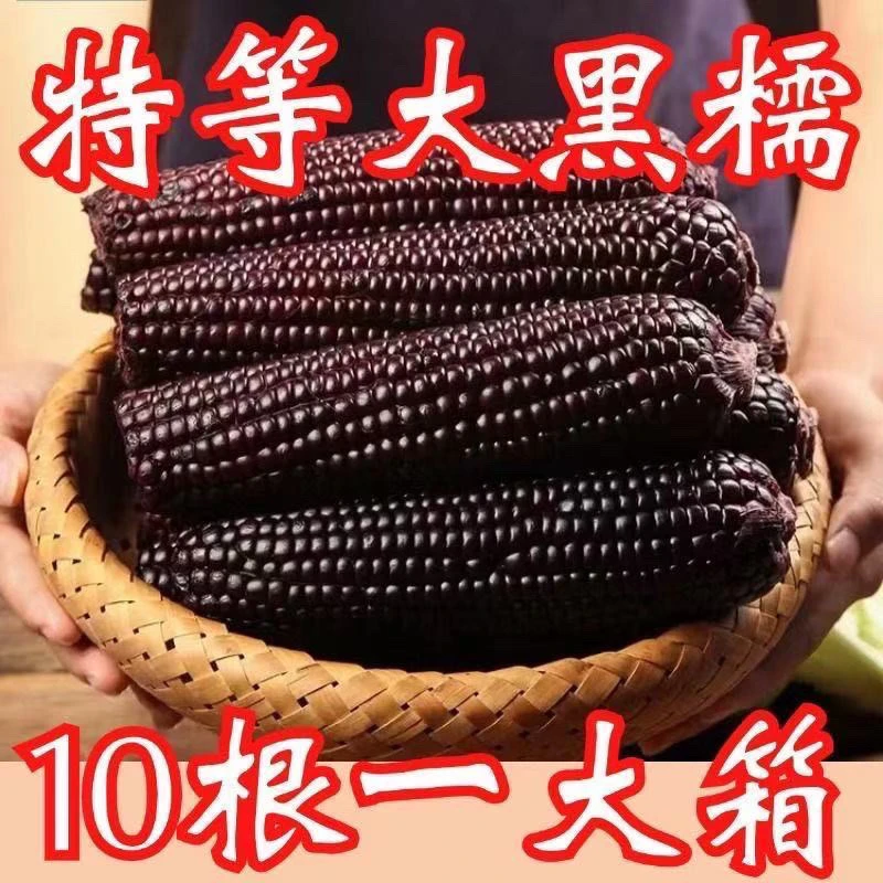 【试吃6根】东北黑糯玉米10支5斤2025年头茬新鲜真空黑玉米软糯香甜