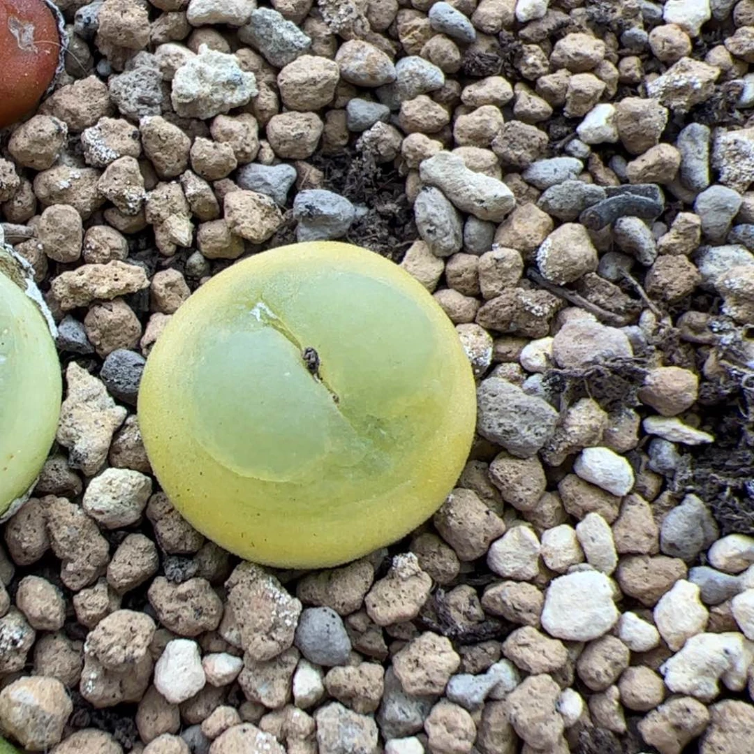 0126号拉登 多肉植物