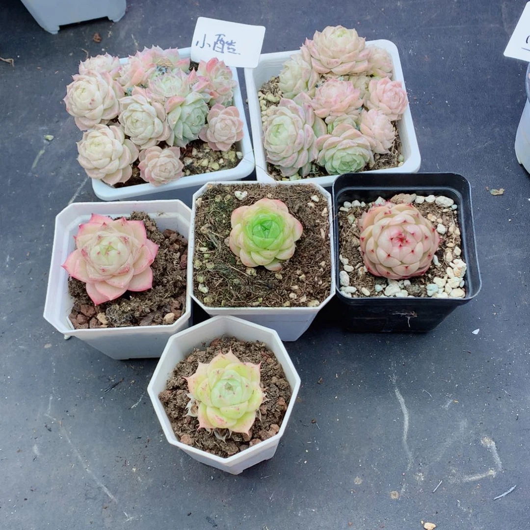 小**o麦秆58包邮  群生不包整小酷寄养