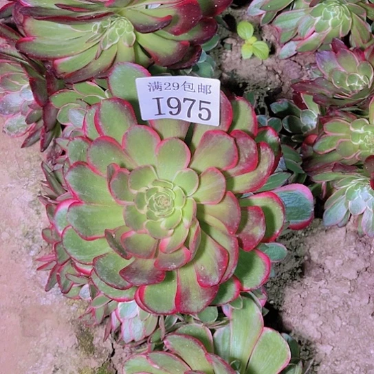 1975莲花坐多肉植物