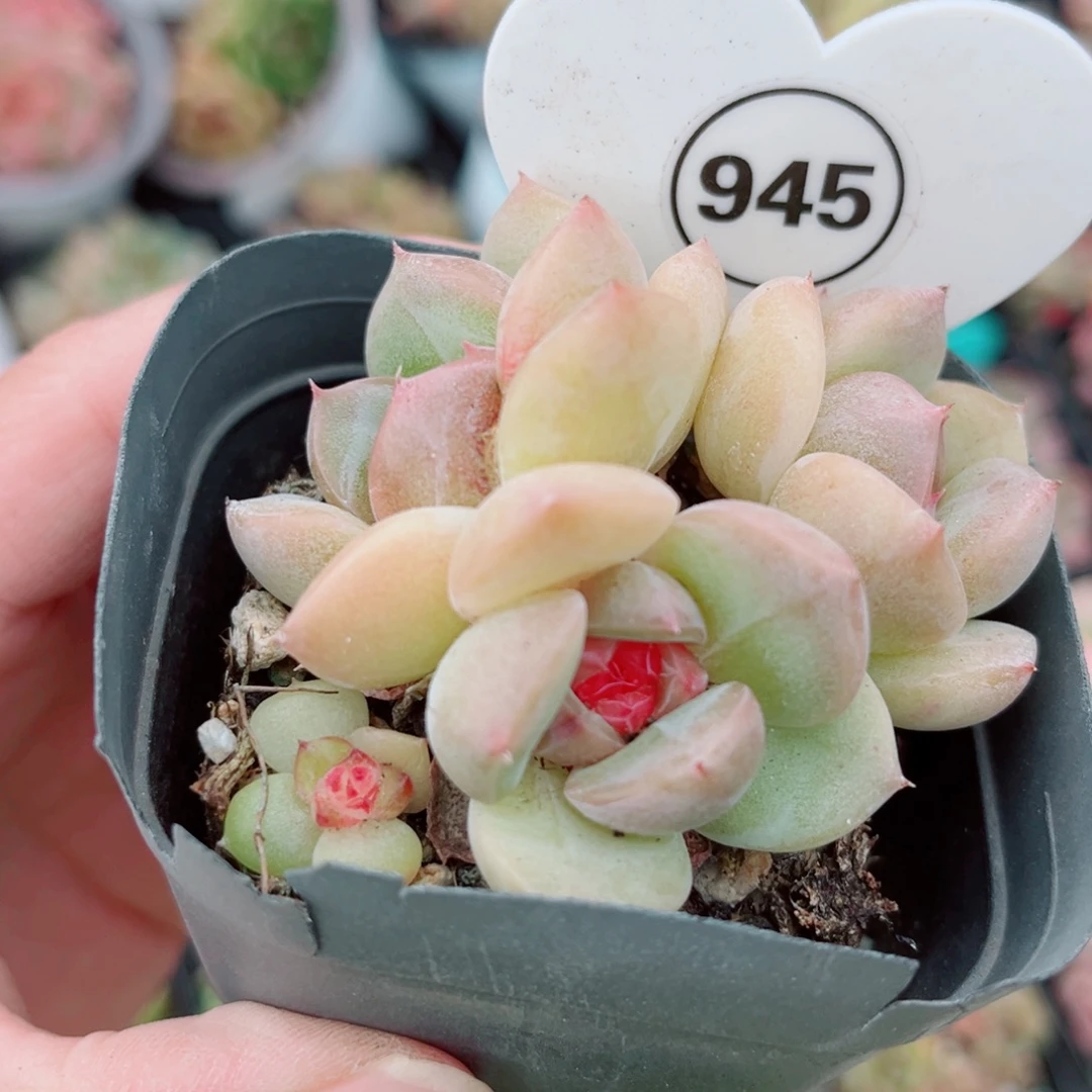 945号小老桩珍妮群