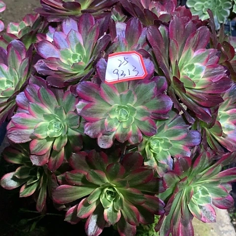 冬**冷9313安娜多肉植物