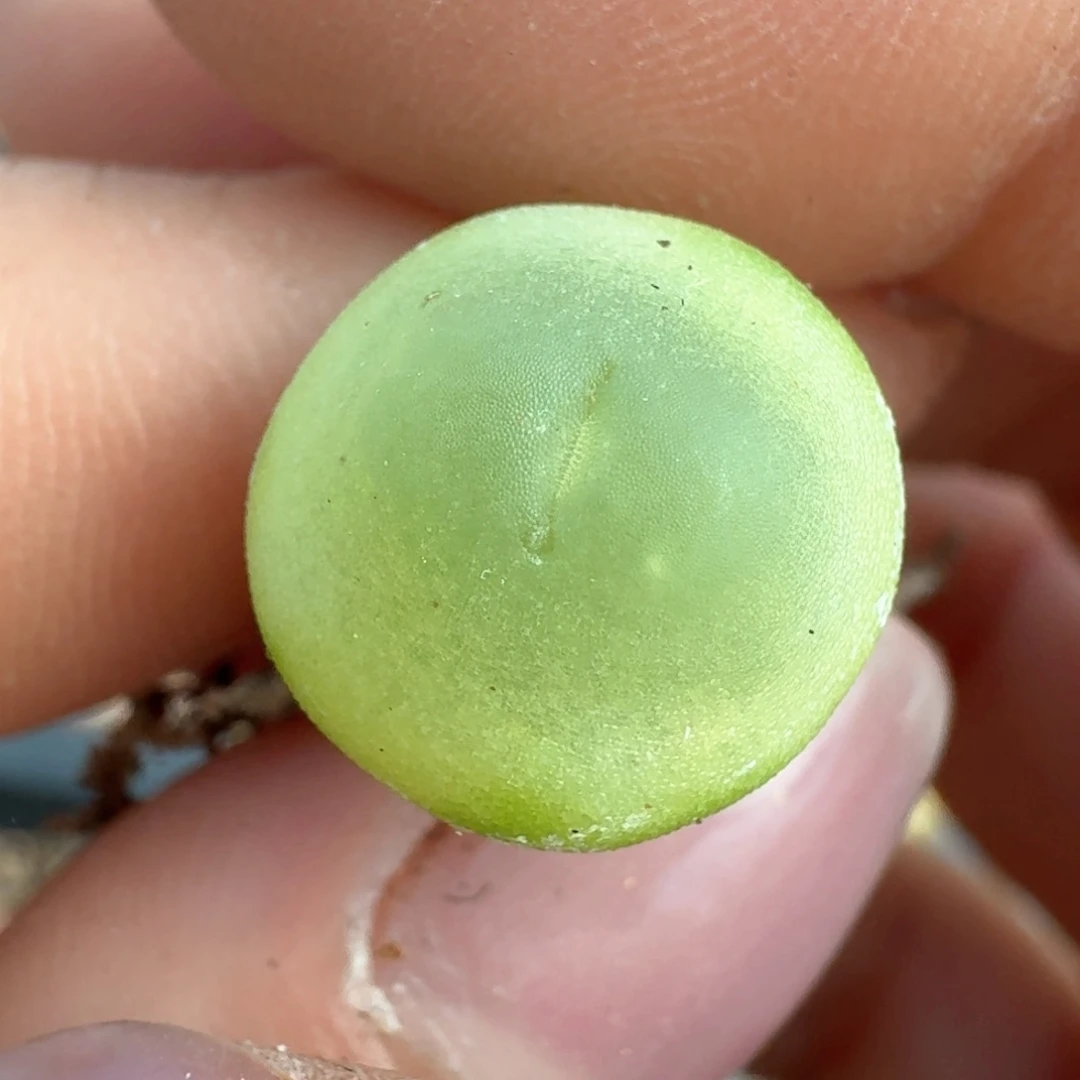 60拉拉尺寸1.2四年000000000