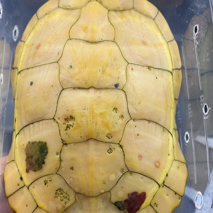 巴西彩龟母666666666