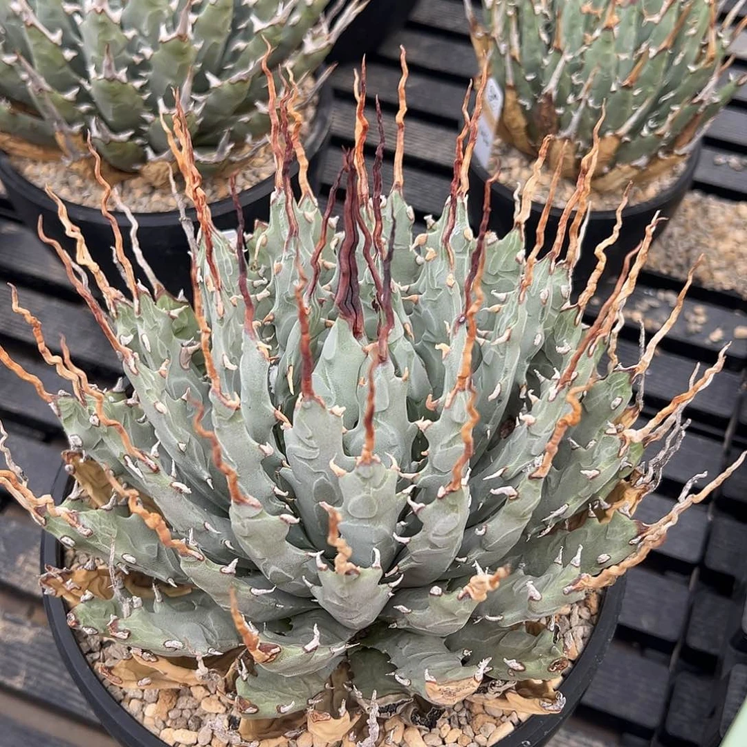 无花朵曲刺妖炎，熟桩带盆，粉丝价，泡面刺