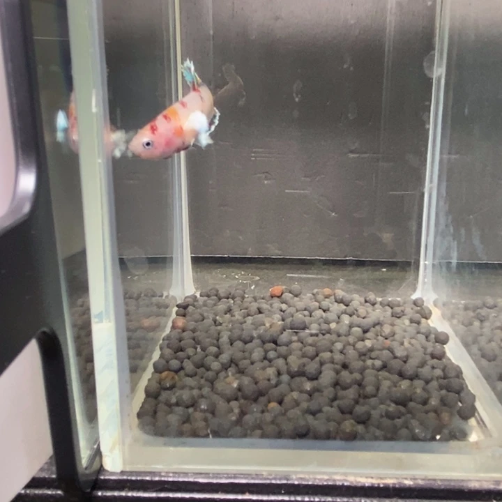 斗鱼泰国斗鱼493号