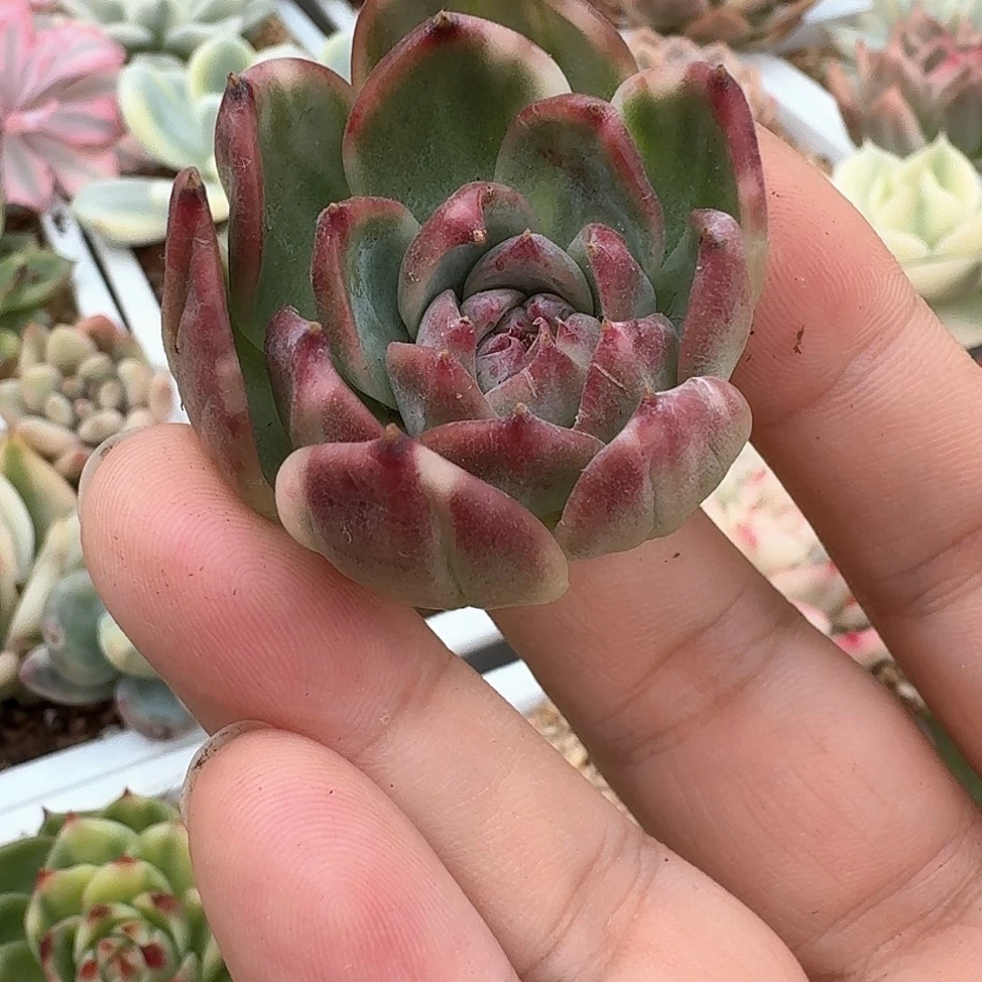 侧影拉丝锦多肉植物