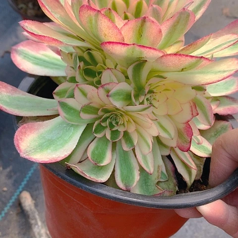 339倾城多肉植物