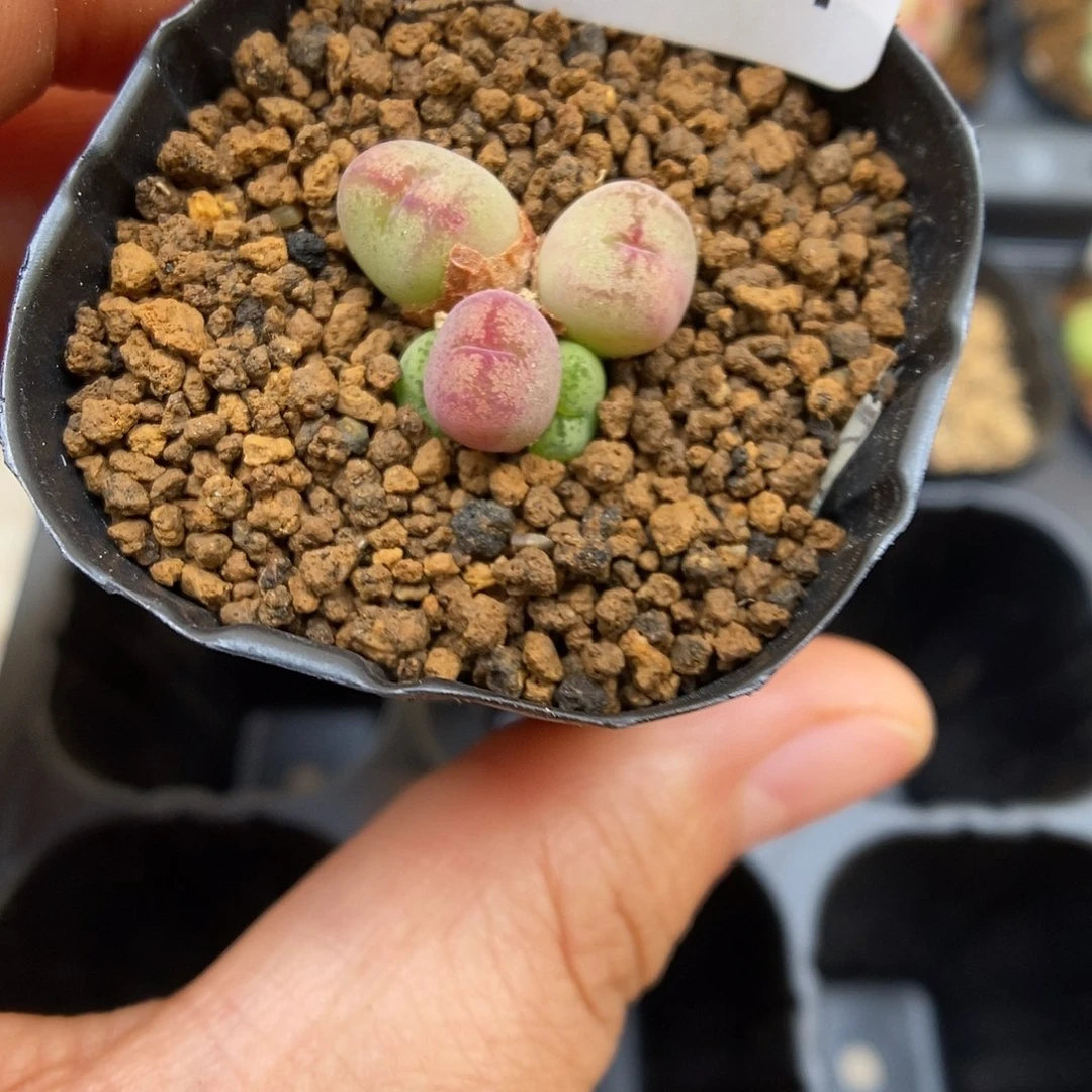 多肉植物K-2074（1.5）毛杂