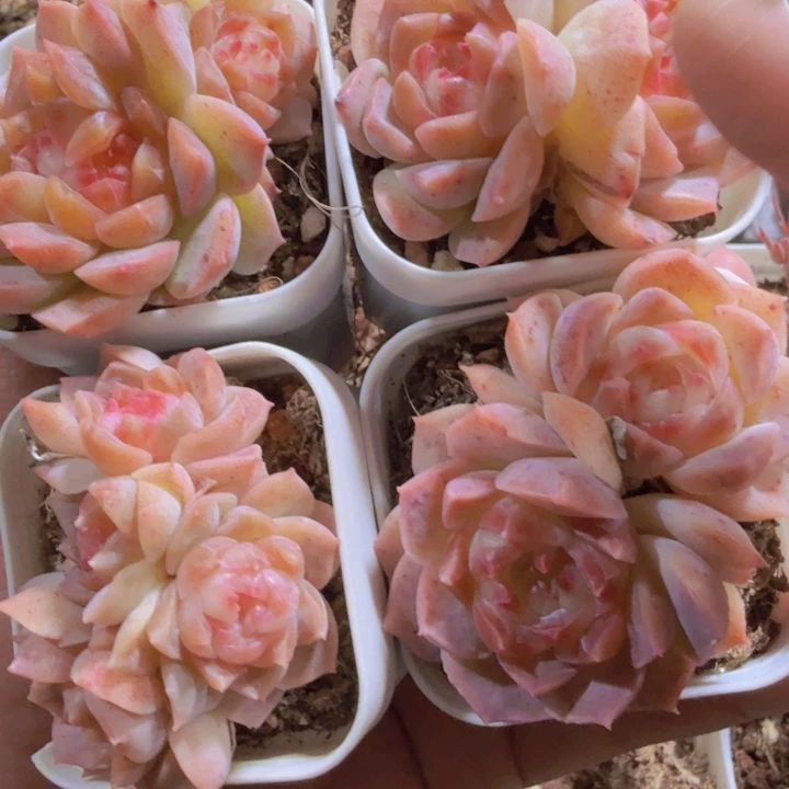 梦幻泡影王炸一颗