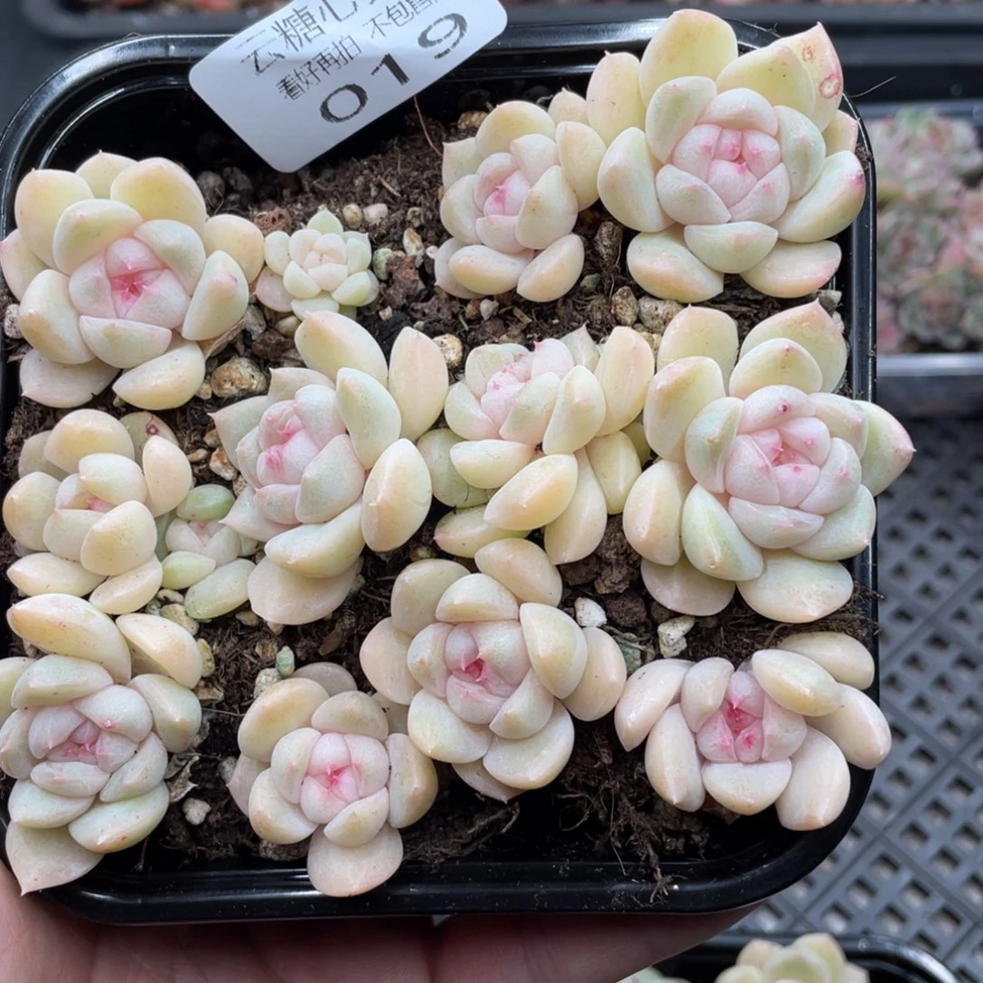云糖心多肉植物19