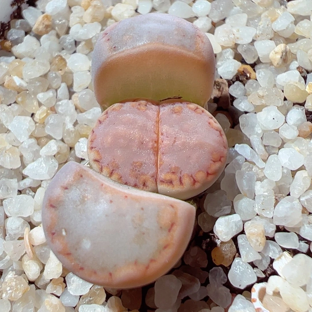 木****90205-256.我是真的不