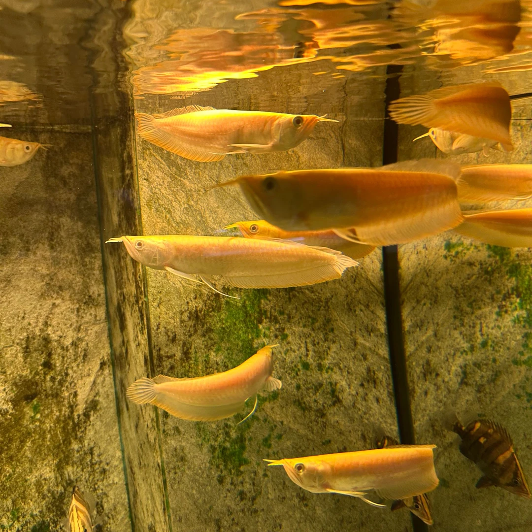 白子银龙黄化银龙热带观赏鱼