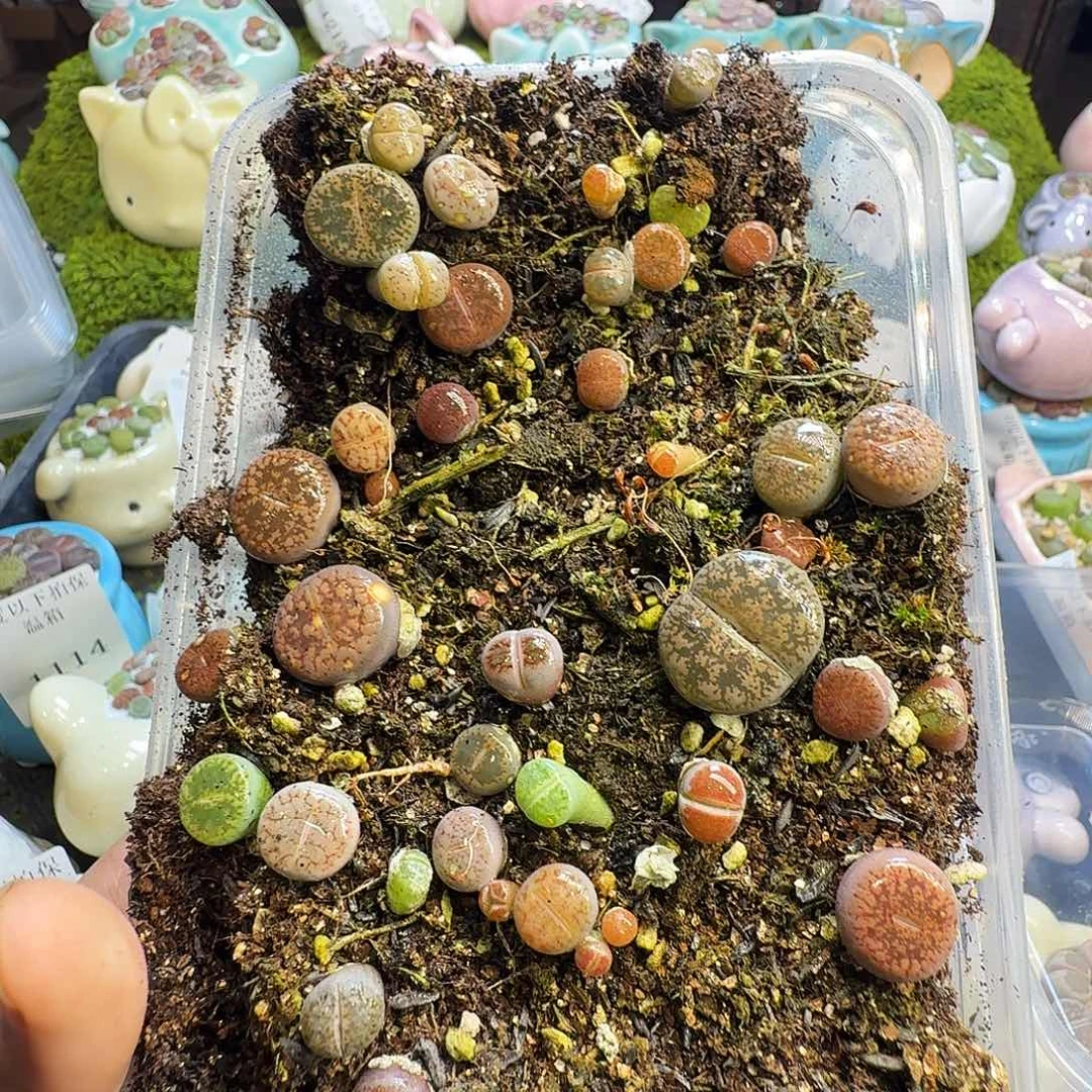 多肉植物福利冲1230