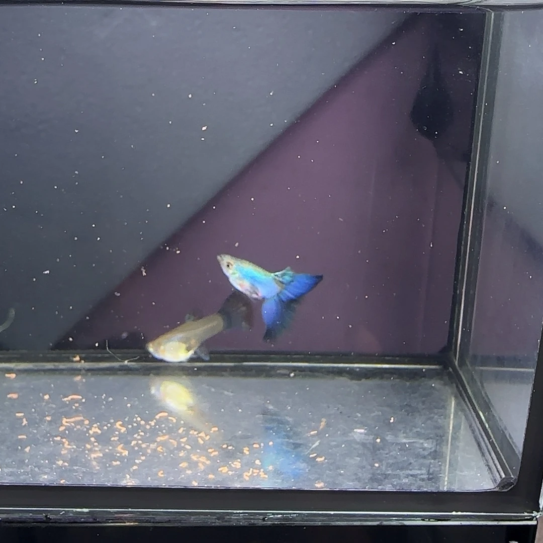 孔雀鱼新加兰一对