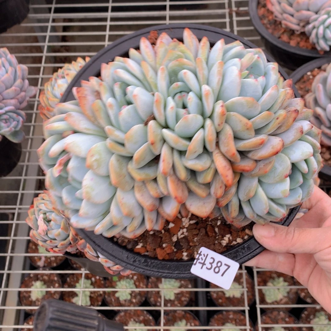 384是是是是朵朵