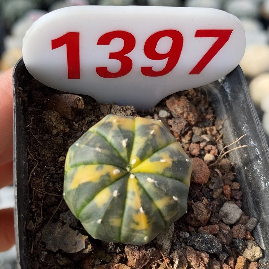 1397兜锦系列福利来