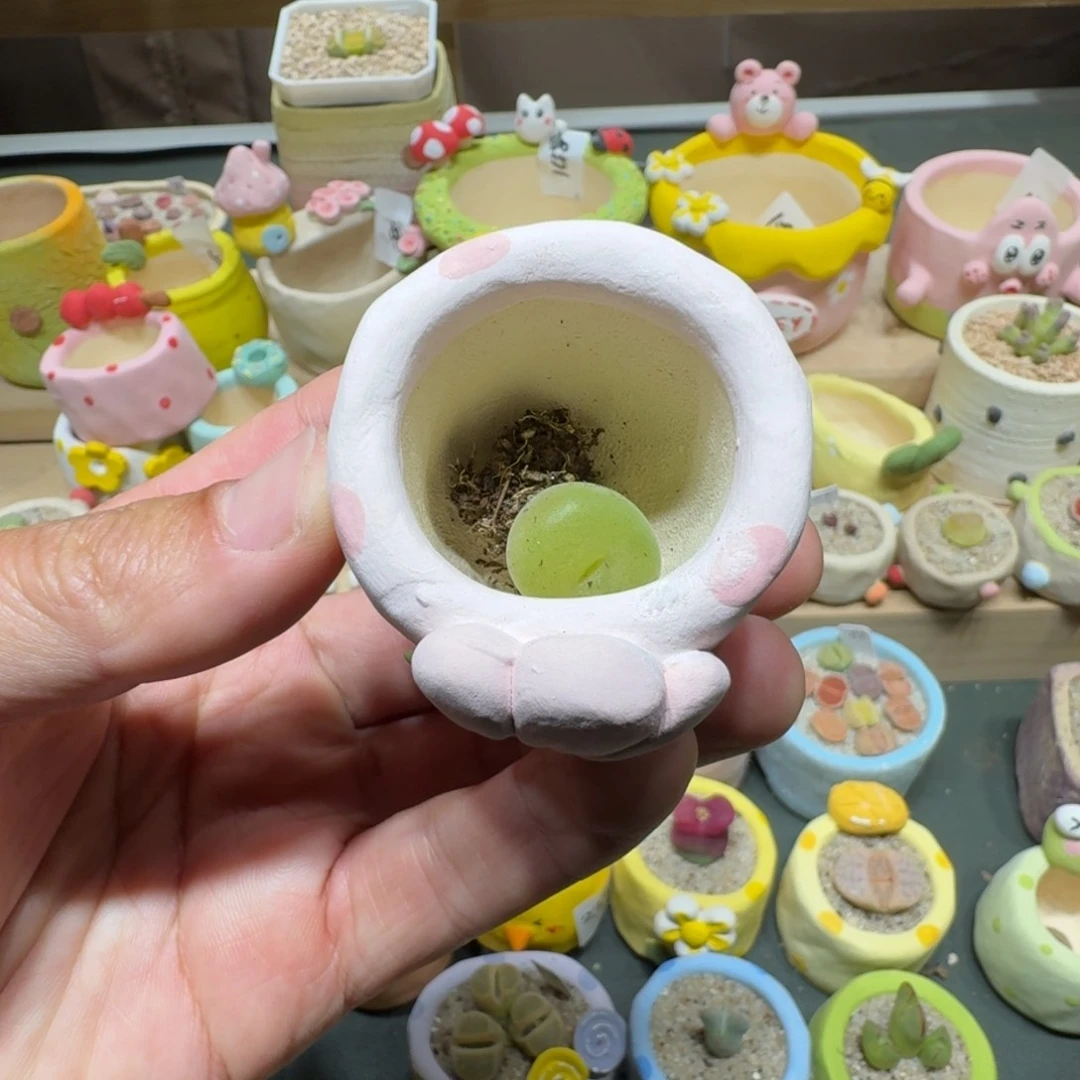 红陶我**凹蘑菇249空卡