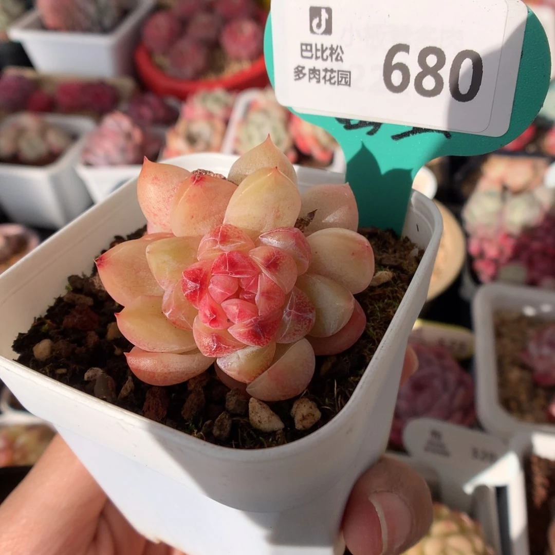 680双头钻石珍妮多肉植物