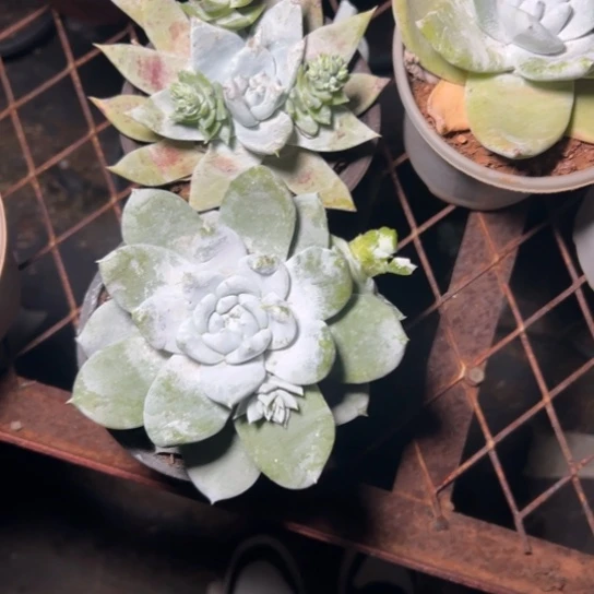 .****.谢谢宝～一物一拍7828