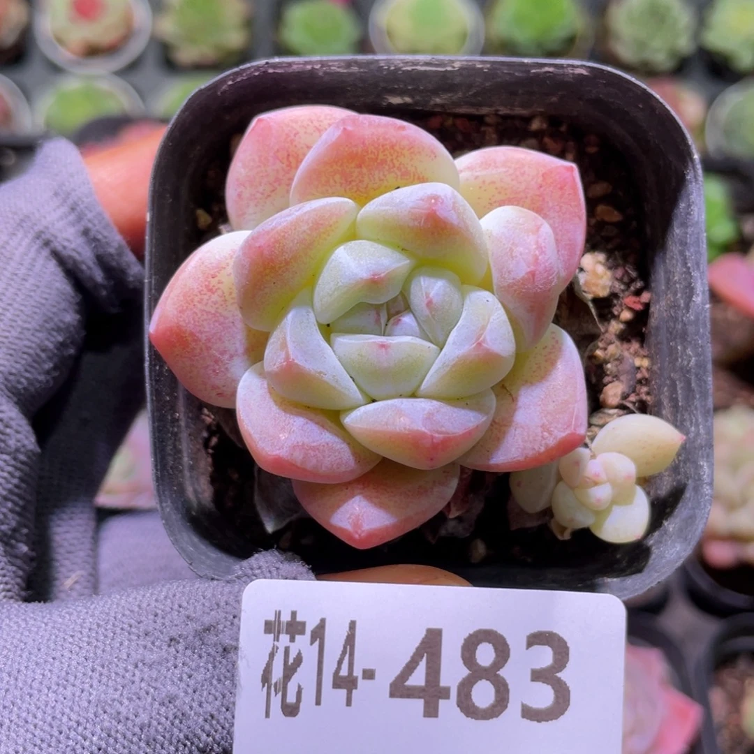 花利美14-483冰玉