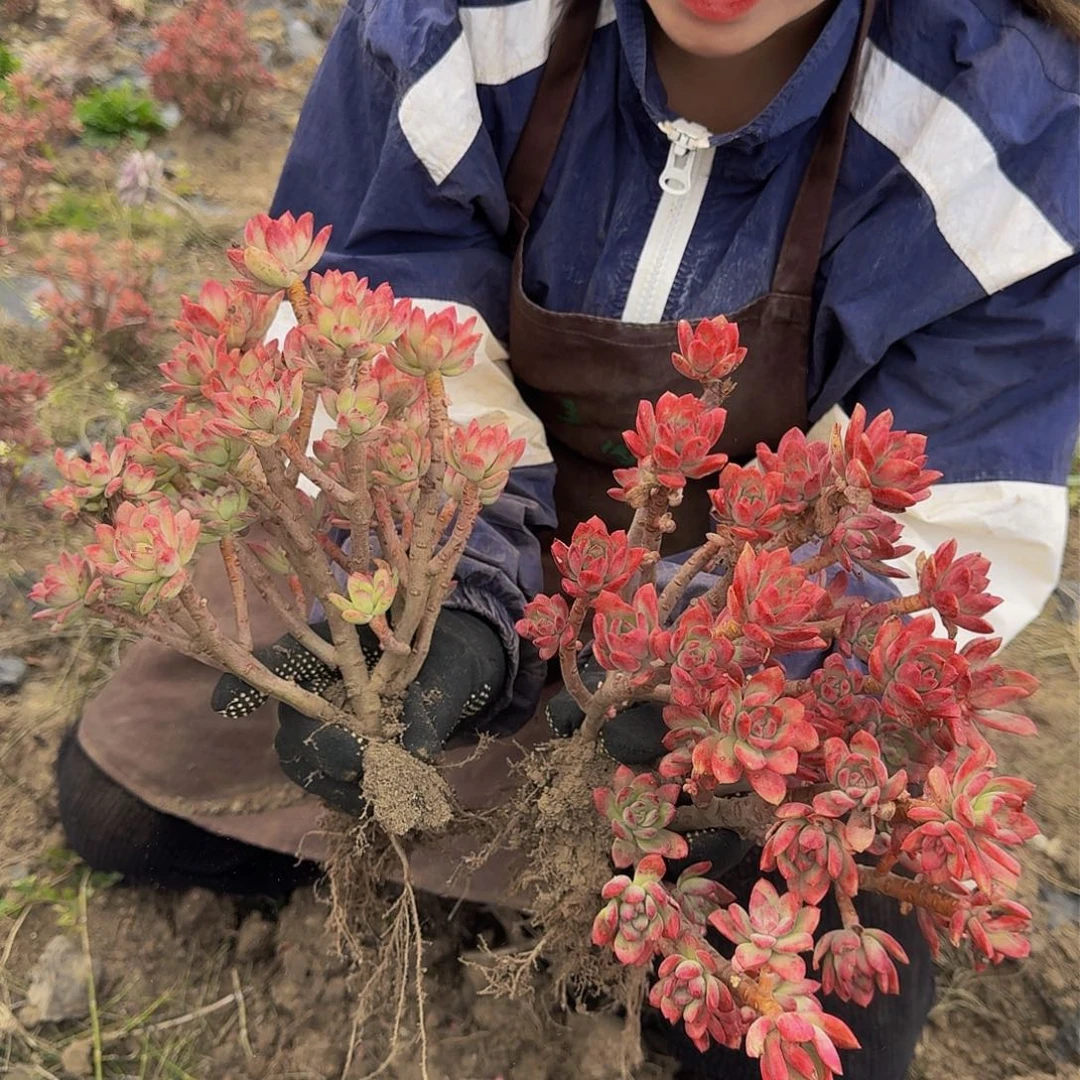 红枝莲 拍一发三不包损
