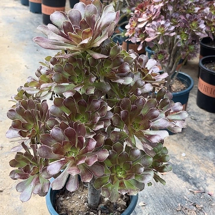 多肉植物灰法师69号