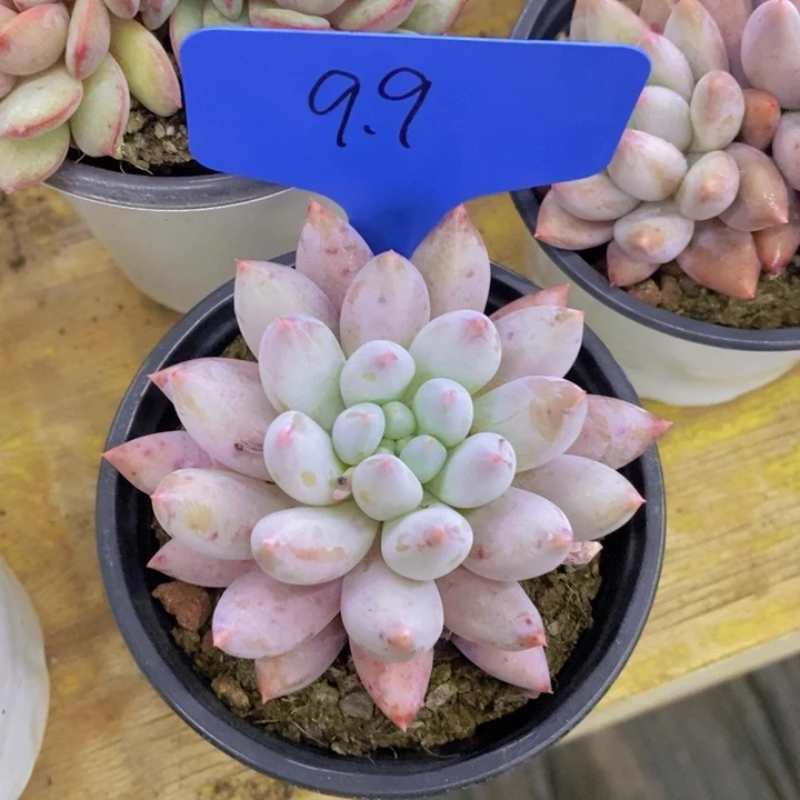 刘*多肉植物，开心多肉