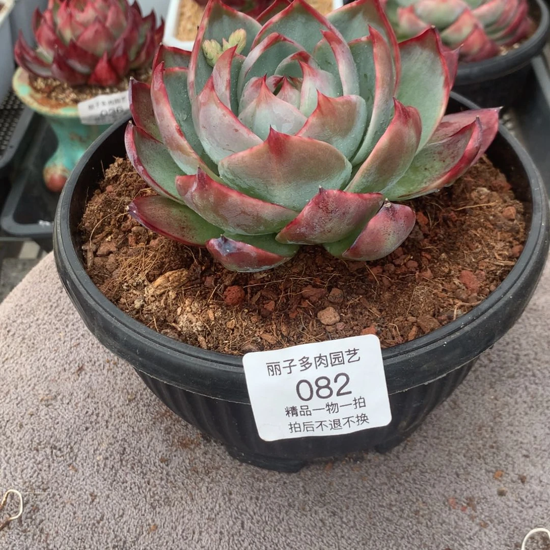 082惊鸿一物一拍。尺寸12。多肉植物