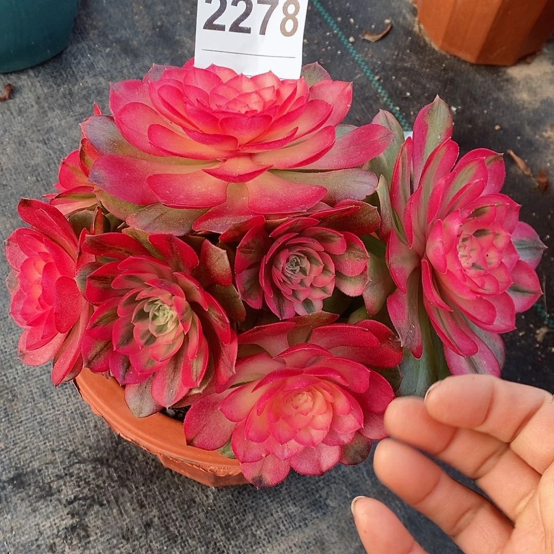 红陶2278荔枝有断头官服16不周正