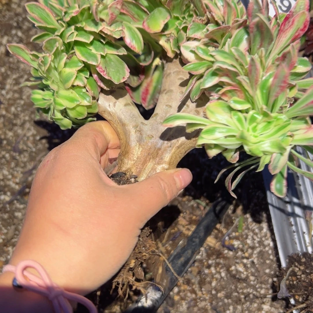 549 号多肉植物法师新年福利