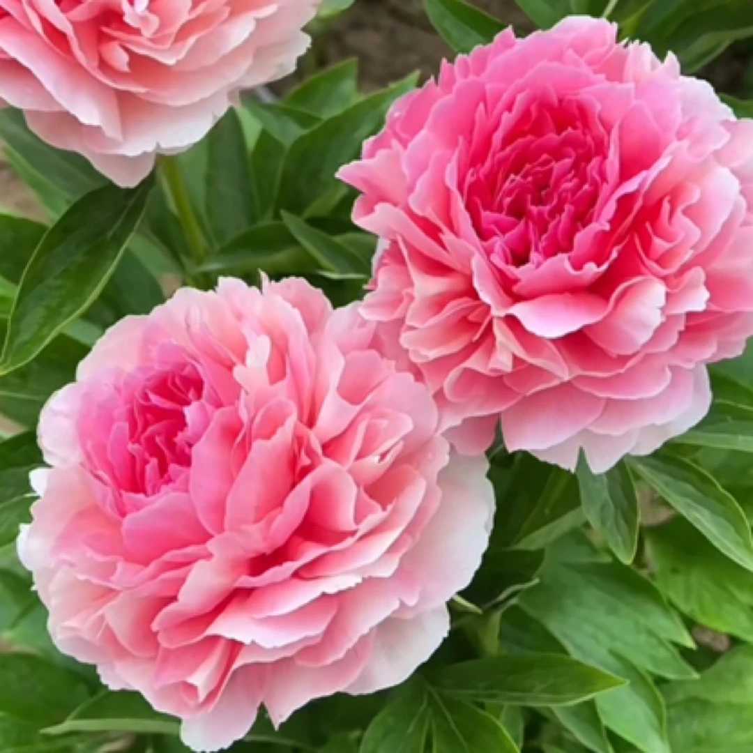 进口芍药【玫瑰心】