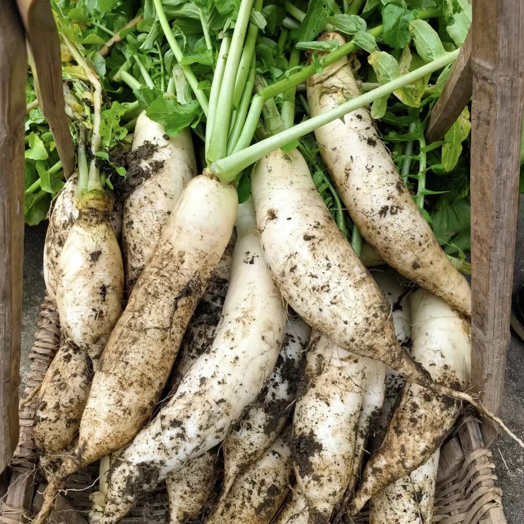 湖南麻阳本地当季蔬菜农家自种白萝卜当季新鲜蔬菜炖羊肉配菜