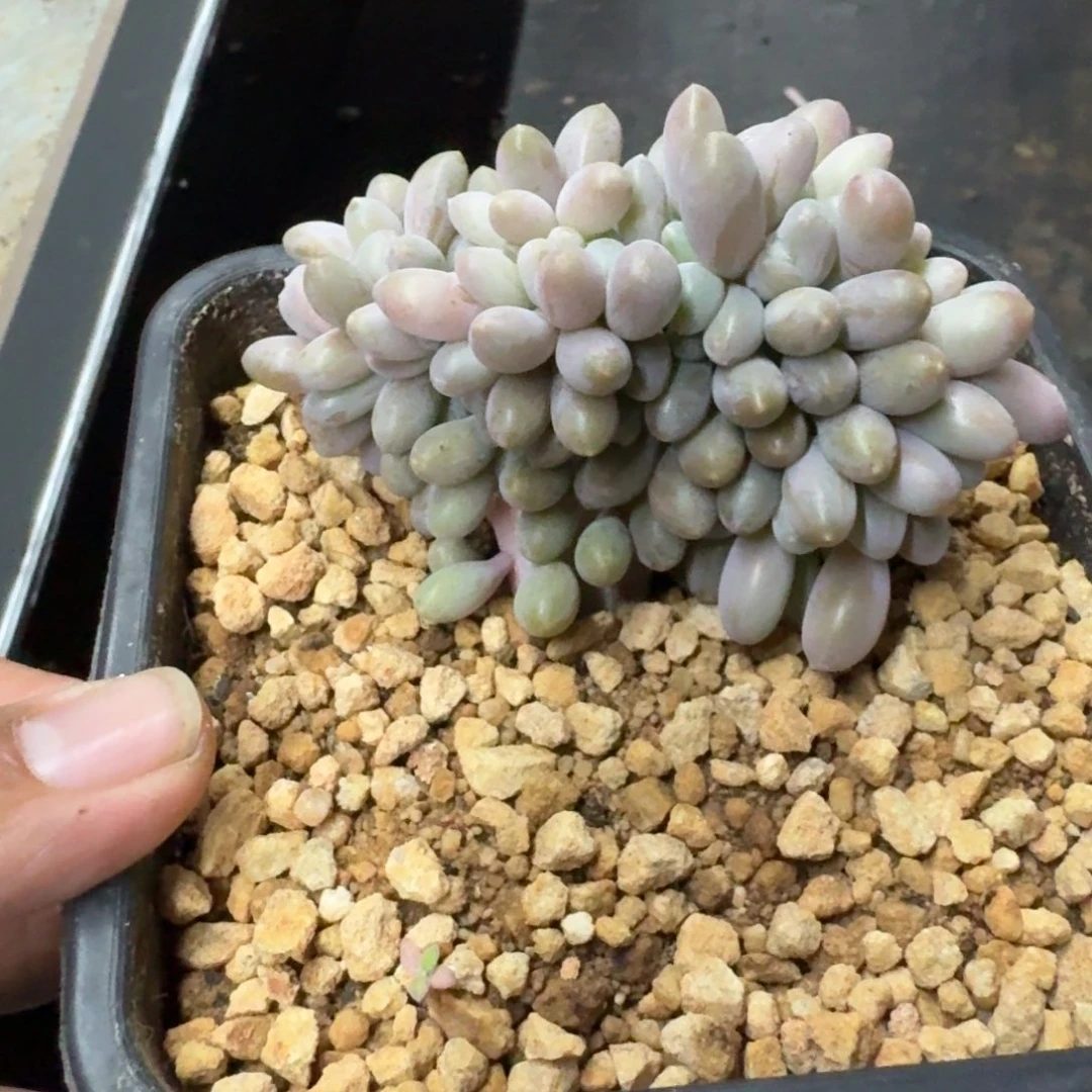 汤圆 缀化 一物一拍